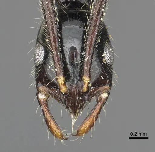 Leptogenys harmsi specimen CASENT0902619 image casent0902619_2