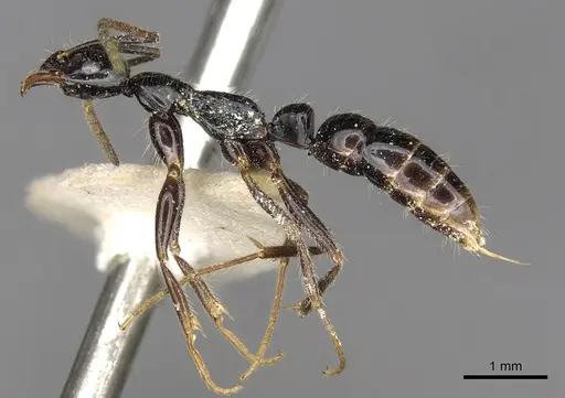 Leptogenys harmsi specimen CASENT0902619 image casent0902619_4