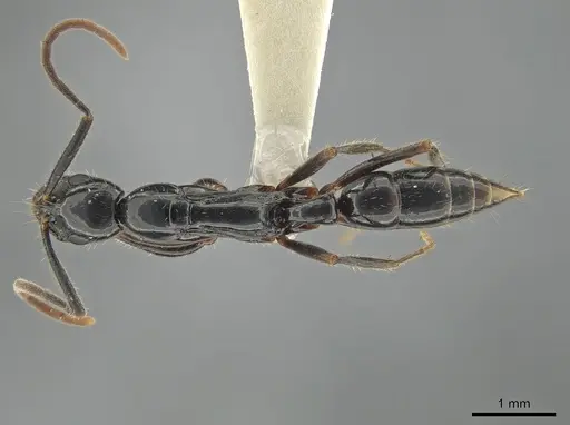 Leptogenys harmsi specimen ZRC image zrc_ent00047817_1