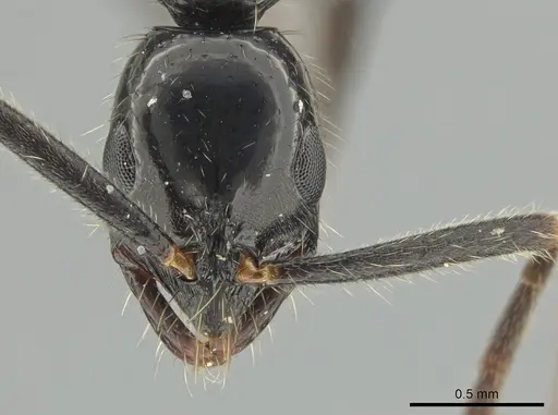 Leptogenys harmsi specimen ZRC image zrc_ent00047817_2