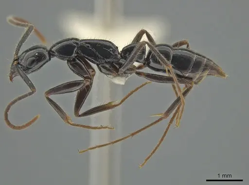 Leptogenys harmsi specimen ZRC image zrc_ent00047817_3
