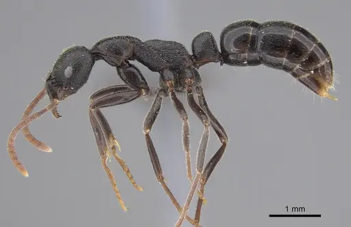 Leptogenys havilandi specimen CASENT0251925 image casent0251925_1