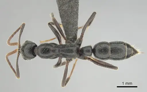Leptogenys havilandi specimen CASENT0251927 image casent0251927_1