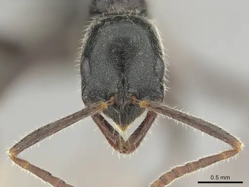 Leptogenys havilandi specimen CASENT0251927 image casent0251927_2