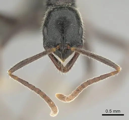 Leptogenys havilandi specimen CASENT0251927 image casent0251927_3