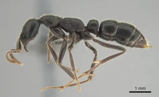 Leptogenys havilandi specimen CASENT0251927 image casent0251927_4