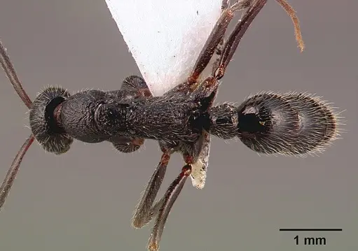 Leptogenys havilandi specimen SAM-HYM-C000891A image sam-hym-c000891a_1
