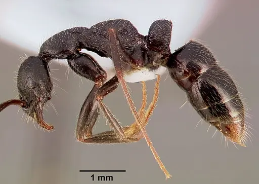 Leptogenys havilandi specimen SAM-HYM-C000891A image sam-hym-c000891a_3