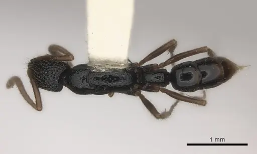 Leptogenys hebrideana specimen CASENT0217529 image casent0217529_1