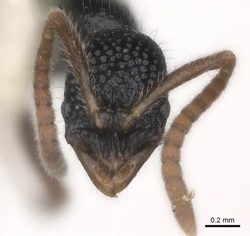 Leptogenys hebrideana specimen CASENT0217529 image casent0217529_2