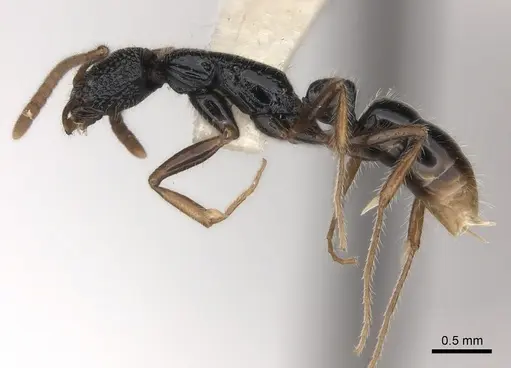 Leptogenys hebrideana specimen CASENT0217529 image casent0217529_3