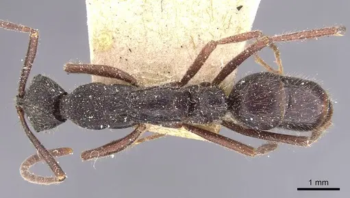 Leptogenys hemioptica specimen CASENT0907375 image casent0907375_1