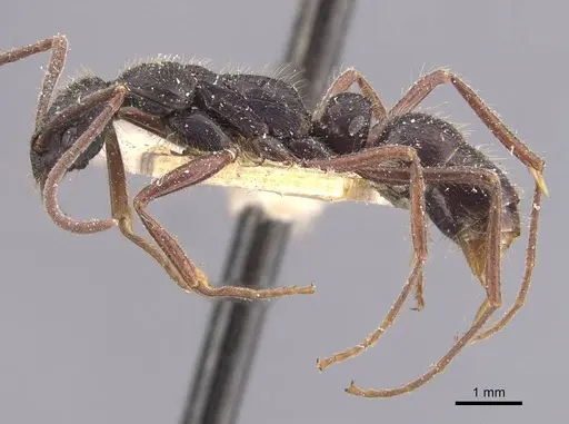 Leptogenys hemioptica specimen CASENT0907375 image casent0907375_3