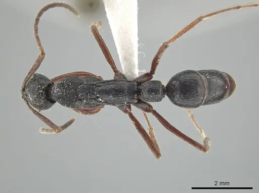 Leptogenys hemioptica specimen ZRC image zrc_ent00047820_1