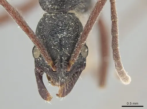 Leptogenys hemioptica specimen ZRC image zrc_ent00047820_2