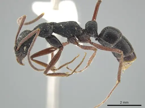 Leptogenys hemioptica specimen ZRC image zrc_ent00047820_3