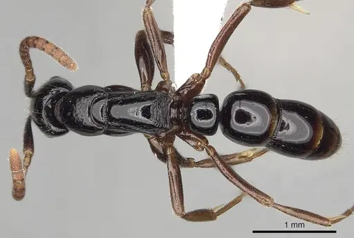 Leptogenys honoria specimen CASENT0317015 image casent0317015_1