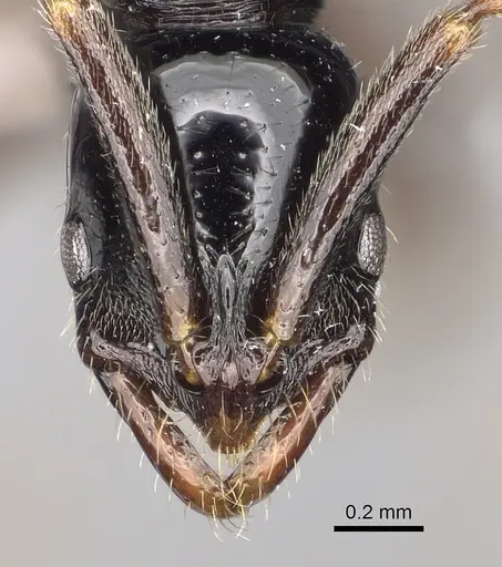Leptogenys honoria specimen CASENT0317015 image casent0317015_2