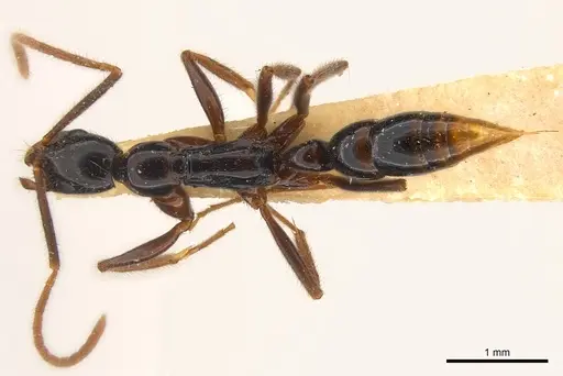 Leptogenys iheringi specimen CASENT0217014 image casent0217014_1