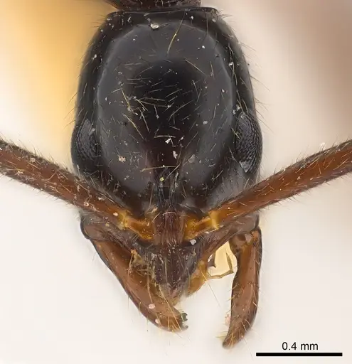 Leptogenys iheringi specimen CASENT0217014 image casent0217014_2