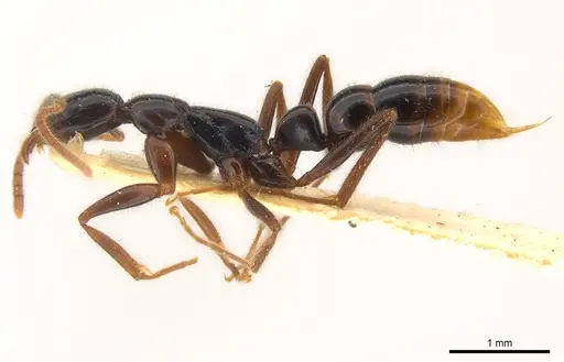 Leptogenys iheringi specimen CASENT0217014 image casent0217014_3