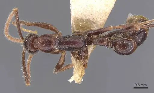 Leptogenys iheringi specimen CASENT0907398 image casent0907398_1