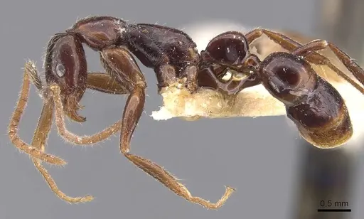 Leptogenys iheringi specimen CASENT0907398 image casent0907398_3