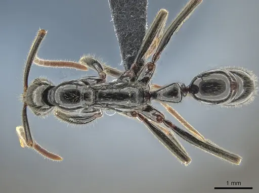 Leptogenys iheringi specimen DZUP549115 image dzup549115_1