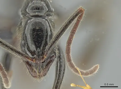 Leptogenys iheringi specimen DZUP549115 image dzup549115_2