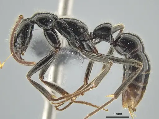 Leptogenys iheringi specimen DZUP549115 image dzup549115_3