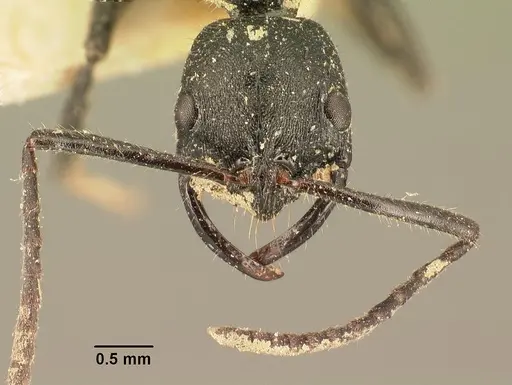 Leptogenys imerinensis specimen CASENT0101795 image casent0101795_2