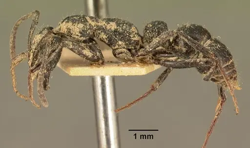Leptogenys imerinensis specimen CASENT0101825 image casent0101825_3