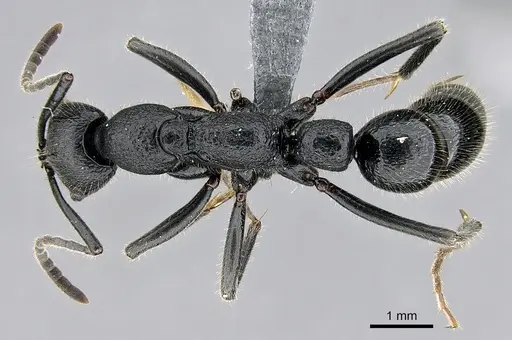 Leptogenys imerinensis specimen CASENT0274176 image casent0274176_1