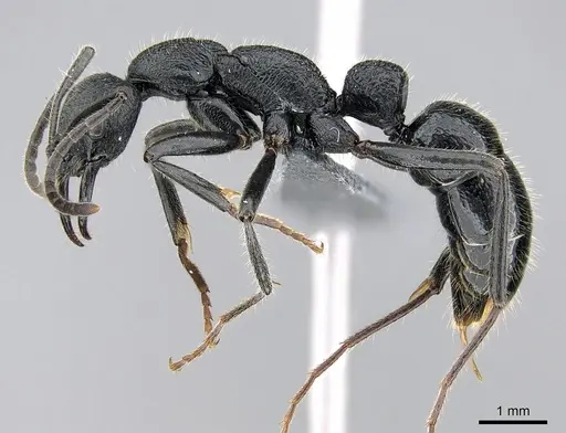 Leptogenys imerinensis specimen CASENT0274176 image casent0274176_3