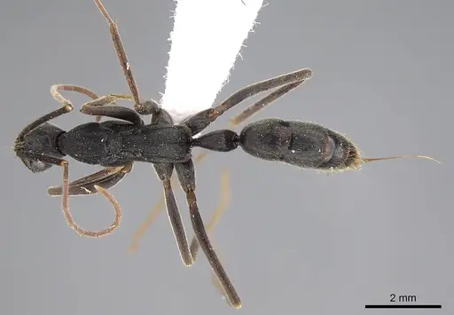 Leptogenys imperatrix specimen CASENT0248770 image casent0248770_1