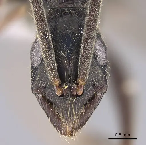 Leptogenys imperatrix specimen CASENT0248770 image casent0248770_2