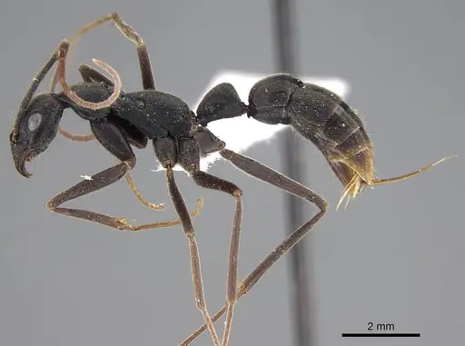 Leptogenys imperatrix specimen CASENT0248770 image casent0248770_3