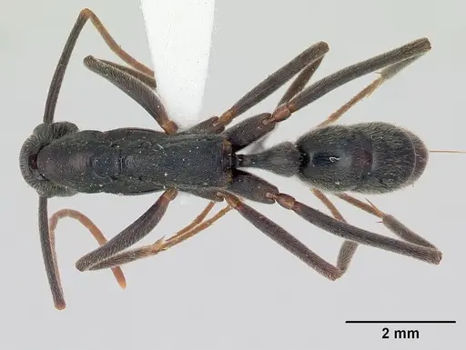 Leptogenys imperatrix specimen INBIOCRI001283938 image inbiocri001283938_1