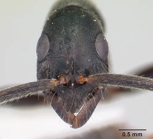 Leptogenys imperatrix specimen INBIOCRI001283938 image inbiocri001283938_2