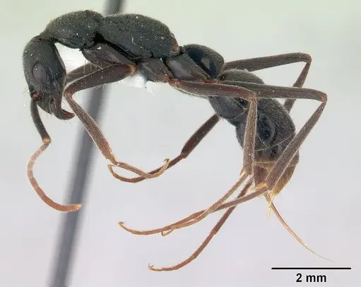 Leptogenys imperatrix specimen INBIOCRI001283938 image inbiocri001283938_3