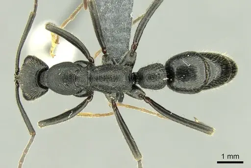 Leptogenys incisa specimen CASENT0298318 image casent0298318_1