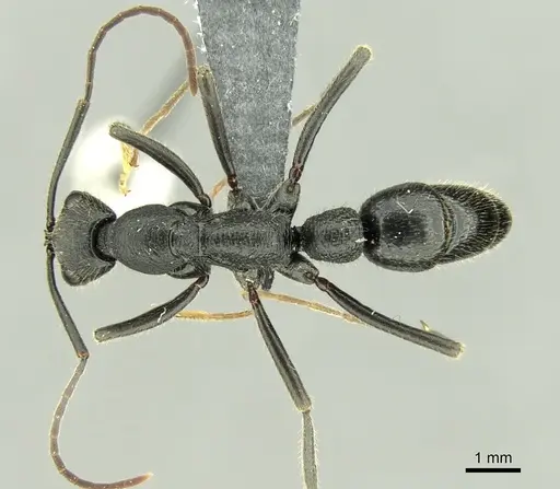 Leptogenys incisa specimen CASENT0298318 image casent0298318_2