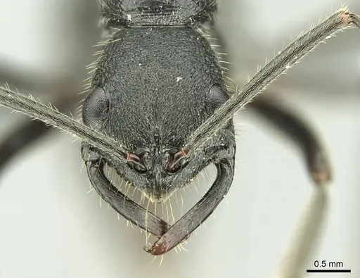 Leptogenys incisa specimen CASENT0298318 image casent0298318_3