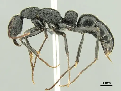 Leptogenys incisa specimen CASENT0298318 image casent0298318_4