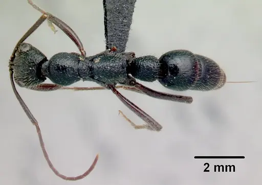 Leptogenys incisa specimen CASENT0463438 image casent0463438_1