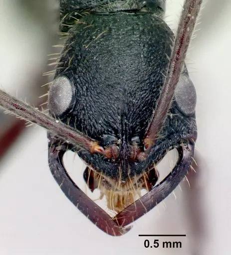 Leptogenys incisa specimen CASENT0463438 image casent0463438_2