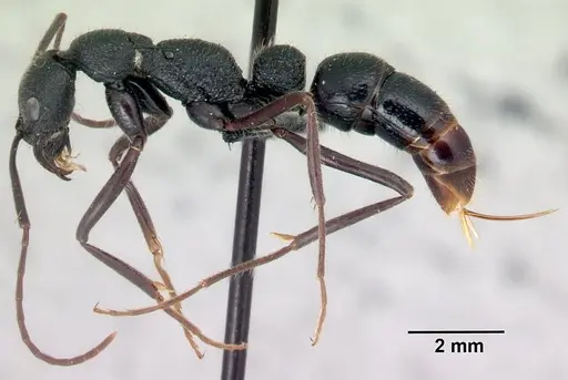 Leptogenys incisa specimen CASENT0463438 image casent0463438_3