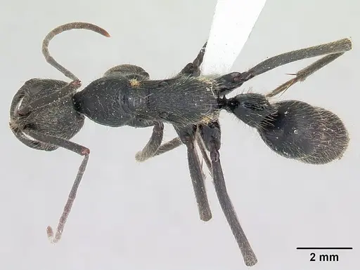 Leptogenys ingens specimen CASENT0178693 image casent0178693_1