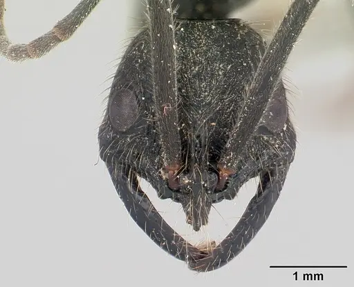 Leptogenys ingens specimen CASENT0178693 image casent0178693_2