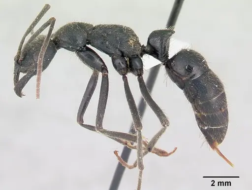 Leptogenys ingens specimen CASENT0178693 image casent0178693_3